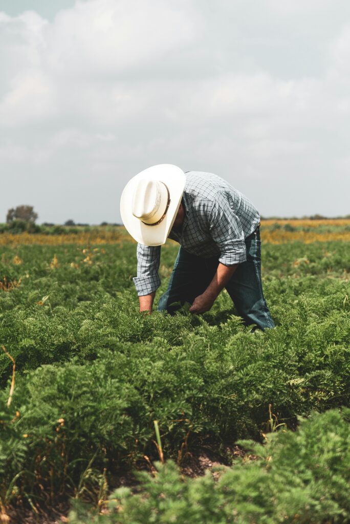 A dedicated farmer working in a lush green field during daytime under clear skies.